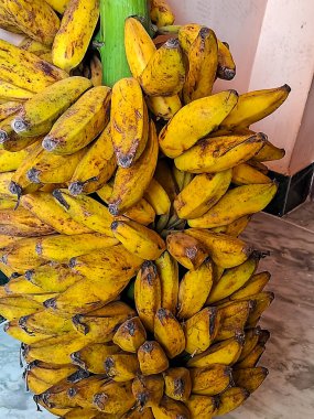 Olgun sarı muzlara yakın çekim. Arkaplan.