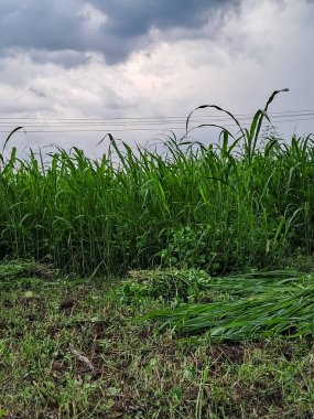 Napier Çimeni (Pennisetum purpureum) filleri, inekleri ve bufaloları beslemek için kullanılır..