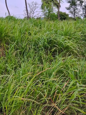 Fil otu (Pennisetum purpureum). Uzun fil otları.