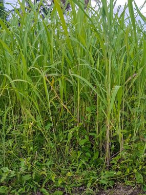 Napier Çimeni veya Fil Çimi (Pennisetum purpureum) inek beslemek için.