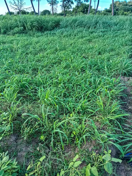 stock image Pearl millet leaves and plant are growing in the field. Pennisetum glaucum field called Bajra in India. Popular millets are Sorghum, called Jowar and used as fodder growing in the field rural India.