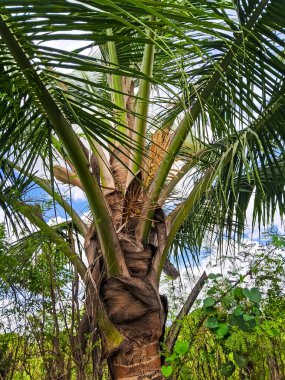 Coconut tree and coconut flower clipart