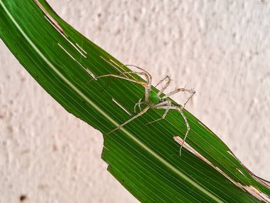 A close-up image of a green lynx spider sitting on a long, green leaf. The spider's long, spindly legs and translucent body are delicately positioned, blending with the leaf, showcasing its natural camouflage.  clipart