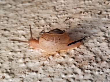 A small brown spiral snail monachoides vicinus type crawling on wet cement floor surface. clipart