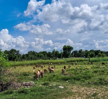 Tüylü beyaz bulutlarla dolu açık mavi gökyüzünün altında yemyeşil bir tarlada otlayan bir koyun sürüsü. Ağaçlar ufuk çizgisinde, olay yerine derinlik katıyor..