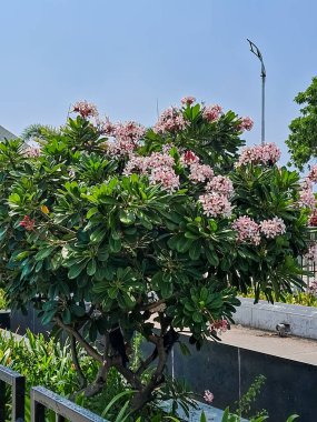 Güneşli bir günde Şehir Bahçesinde açan Pembe Frangipani Ağacı
