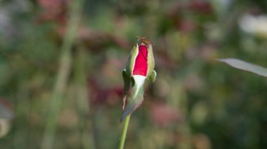Gelişmekte olan kırmızı taç yapraklarıyla küçük bir gül tomurcuğu. Çiçeğin ilk aşamalarını gösteriyor.