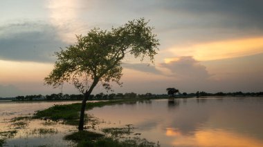 Gün batımında deniz manzarasında yalnız bir berber ağacı.
