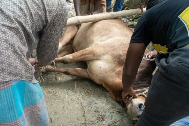 Dhaka, Bangladeş, 25 Haziran 2025: Bir grup insan, İslam hukukunda bahsedilen Kureyş Arapça veya Uiyah için orman yolunda bir ineğin kaldırılması için işbirliği yapıyor..