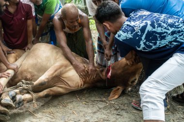 Dhaka, Bangladeş, 25 Haziran 2025: Bir grup insan, İslam hukukunda bahsedilen Kureyş Arapça veya Uiyah için orman yolunda bir ineğin kaldırılması için işbirliği yapıyor..