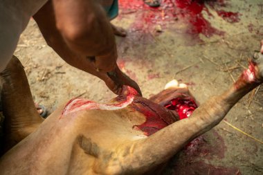 Dhaka, Bangladeş, 25 Haziran 2025: Bir grup insan, İslam hukukunda bahsedilen Kureyş Arapça veya Uiyah için orman yolunda bir ineğin kaldırılması için işbirliği yapıyor..