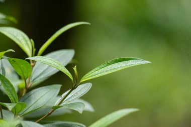 Yeşil yaprakların, doğal ışıkta canlı dokuları olan detaylı bir yakın çekimi.