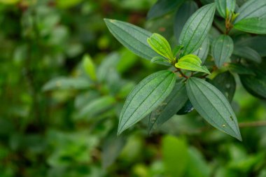 Canlı yeşil yaprakların yakın plan doğal ortamında.