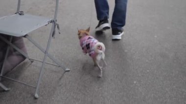 Küçük bir Chihuahua şehir caddesinde yürüyor. Yüksek kaliteli FullHD görüntüler