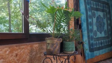 Bereketli, canlı eğrelti otları ve dekoratif tencerelerin yer aldığı güzel, sakin bir iç mekan sahnesi, hepsi de güneşli bir pencereyle aydınlatılmış.
