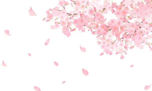 Ak kiraz ağacı - güzel açık pembe kiraz çiçekleri ve taç yaprakları bahar suluboya arka plan dağılımı