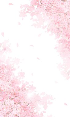 Güzel açık pembe kiraz çiçekleri ve taç yaprakları iPhone ve diğer dikey ekran boyutları için beyaz arkaplan çizimi.