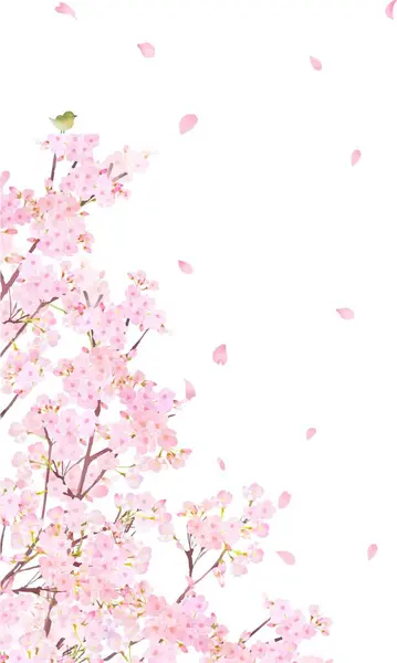 Güzel açık pembe kiraz çiçekleri ve taç yaprakları iPhone ve diğer dikey ekran boyutları için beyaz arkaplan çizimi.