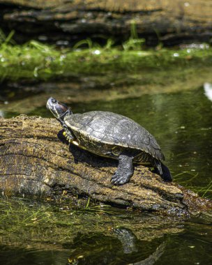 Kırmızı kulaklı bir sürgülü kaplumbağa, güneşli bir kütüğün üzerinde duruyor. Canlı kabuğu, sudaki dingin ve durgun dünyayla çelişiyor. Sıcak güneş ışığı belirgin kırmızı işaretleri ve sarı işaretleri vurgular.. 