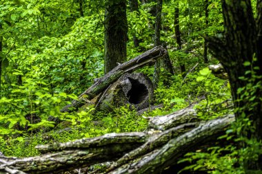 Büyümüş gür bir ormanda, devrilmiş bir ağaç, canlı yeşilliklerle kucaklanan doğal bir heykele dönüşür. Doğanın döngüsüne bir vasiyet, zarifçe dinleniyor, yeşil çevreyle uyum içinde.