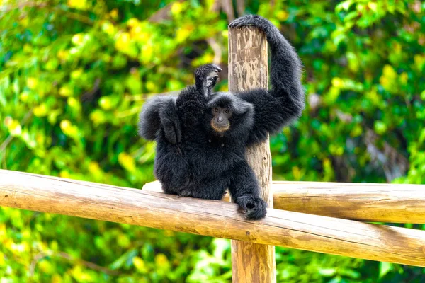 In the heart of the lush jungle, a black gibbon indulges in self-care, scratching itself on a sturdy post. The graceful movement of ebony fur against the vibrant green backdrop creates a captivating scene.
