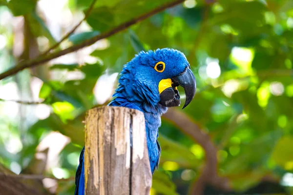 The resplendent Hyacinth Macaw, adorned in vivid blue and yellow feathers, perches gracefully. Its majestic presence and vibrant hues bring tropical elegance to the scene, a captivating display of nature\'s brilliance.