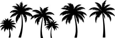 Palmiye ağacının silueti