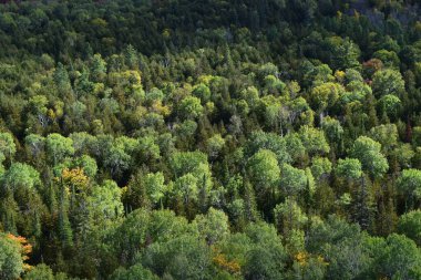 Kanada 'da Orman Tacının Birdview' i