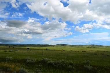 Montana 'da geniş otlaklardaki sığırların manzarası. Arka planda tepeler ve ön planda çitler var..