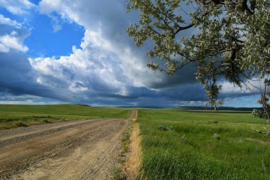Ön planda Rus zeytin ağacı olan Prairie County Montana 'da kaybolan çakıl yolu manzarası.