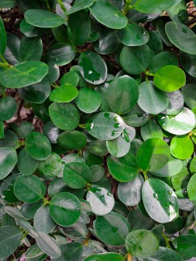 Arka plan süs bitkisi Peperomia obtusifolia ya da bir sürü yeşil yapraklı yeşil kauçuk bitkidir..