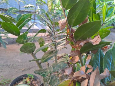 Bahçedeki bitkiler örümcek ağlarıyla kaplıydı çünkü onlarla ilgilenilmiyordu..