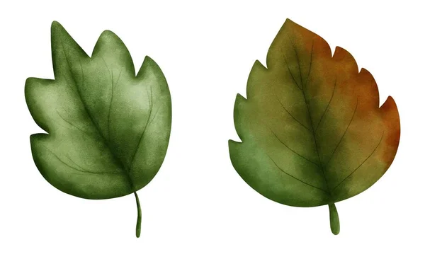 Suluboya zarif yeşil ve kahverengi yaprak klipleri. Suluboya çizimler. Canlı suluboya sonbahar mevsimlik tasarımlar için çizimler.