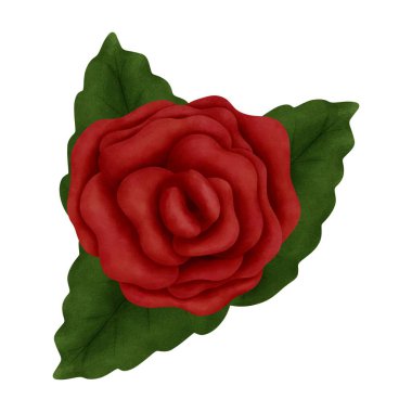 Yeşil yapraklı botanik suluboya gül. Romantik sevgililer günü süslemeleri, tebrik kartları, düğün davetiyeleri, yıldönümü kutlamaları için mükemmel.