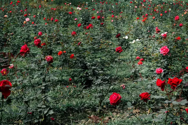Bahçedeki güzel güller