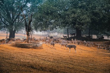 ormandaki geyik sürüsü
