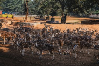 Ormanda geyik ve geyik