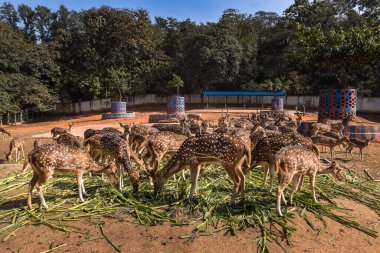 Hayvanat bahçesindeki geyik