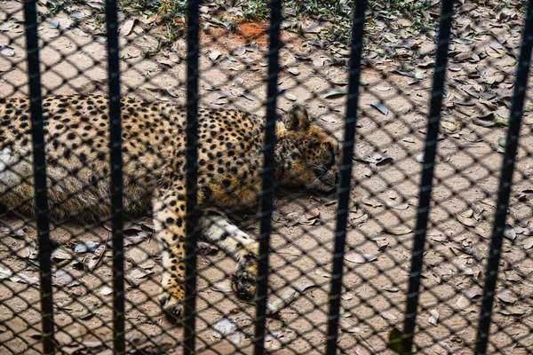 Hayvanat bahçesindeki leopar