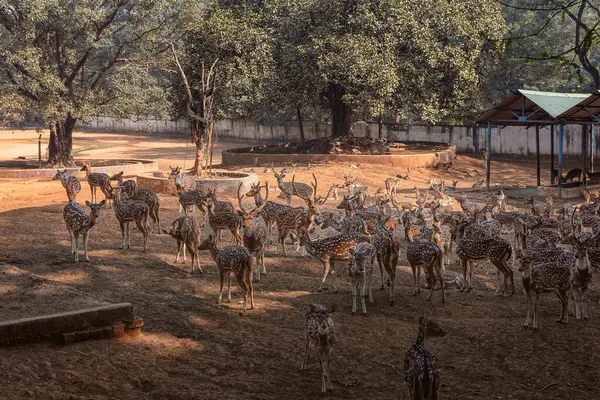 Hayvanat bahçesinde bir grup vahşi geyik.