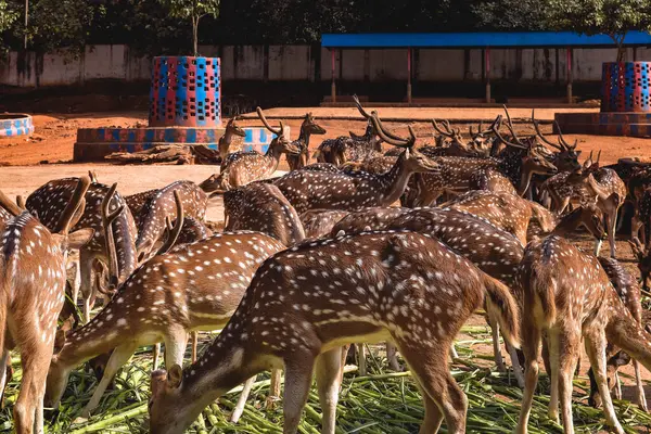Hayvanat bahçesinde bir geyik sürüsü