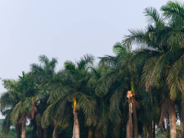 Bahçedeki palmiye ağaçları. 