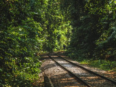 Ağaçları ve bitkileri olan yeşil bir orman. Ormanın içindeki tren hattı.. 