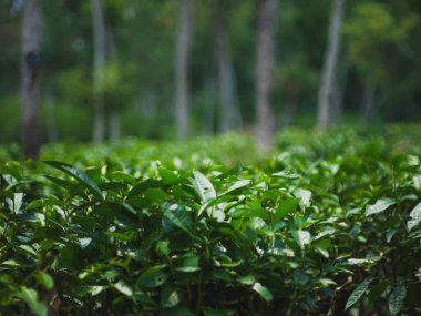 Ağaçtaki yeşil çay yaprakları