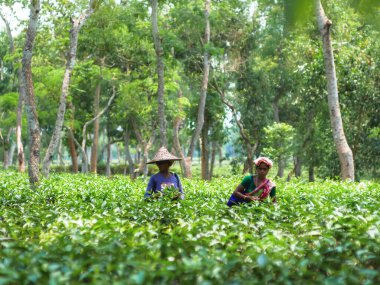  Srimangal, Bangladeş 'in çay başkenti. Dünyanın en büyük çay bahçesi burada. Kadın yaprak toplayıcı Srimangal 'daki çay bahçesinde çalışıyor. Çay bahçesinin güzelliği