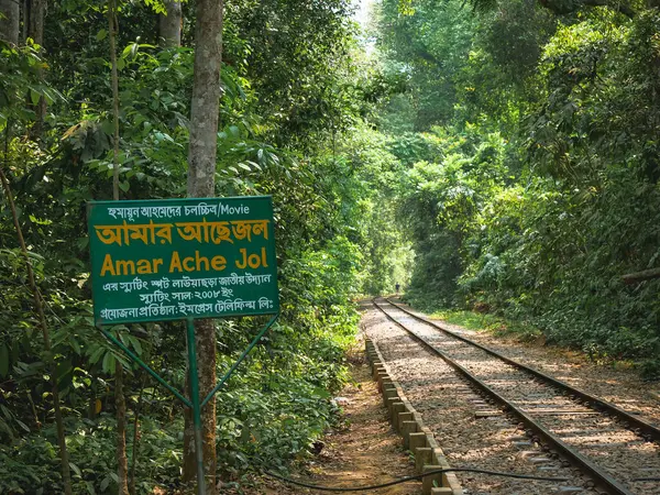 green forest with trees and plants. Train line inside forest.