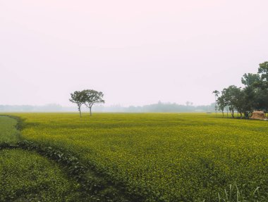 Sabah sarı çiçek tarlası