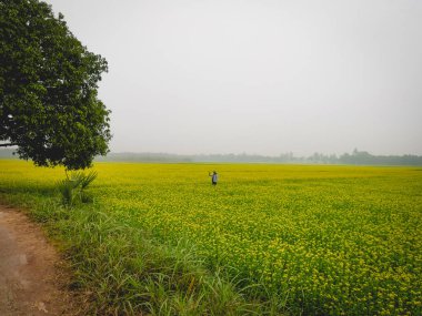 Sarı çiçekli güzel bir manzara.