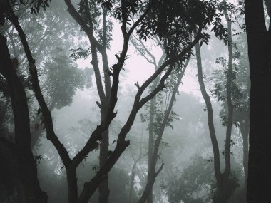 Kışın ormanın güzel manzarası. 