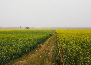 Kırsalda yeşil bir tarlası olan tecavüz tarlası.